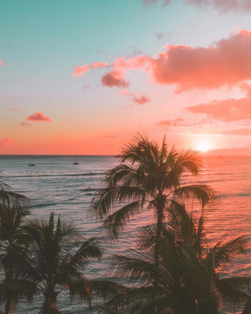 hawaiian palm tree and ocean at sunset